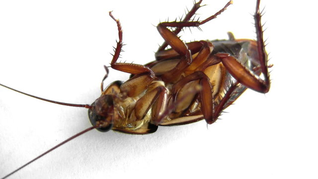 Fumigated Roach Flipped
