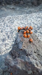 Ladybugs Meeting