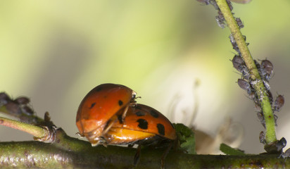 family of ladybugs