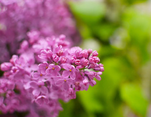 lilac violet flowers, floral background