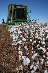 cotton harvest