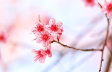 Beautiful pink cherry blossom (Sakura) flower at full bloom