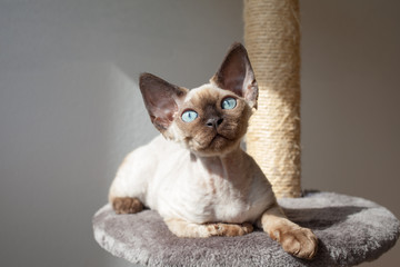 Beautiful cat sitting on the scratching post at home interior enjoying warm sun light shining...