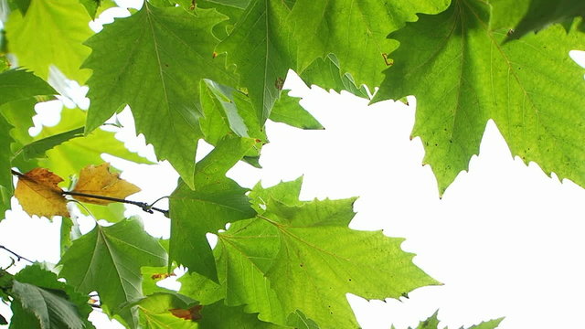 Maple Tree Green Leaves