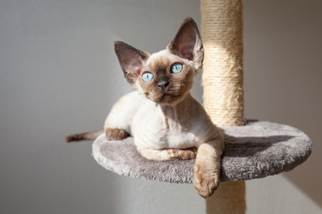 Beautiful purebred mink color Devon Rex male kitten is sitting on the scratching post at home interior, enjoying sun light through the window. No shedding cat breed, easy to care