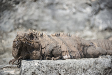 Wild Lizzard at Tulum, traveling Quintana Roo, Mexico.