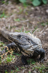 Wild Lizzard at Tulum, traveling Quintana Roo, Mexico.