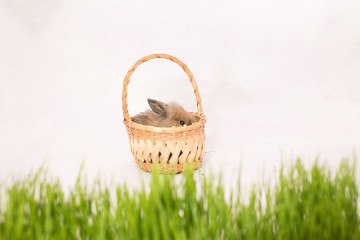 Fototapeta na wymiar Easter rabbit in a basket behind green spring grass