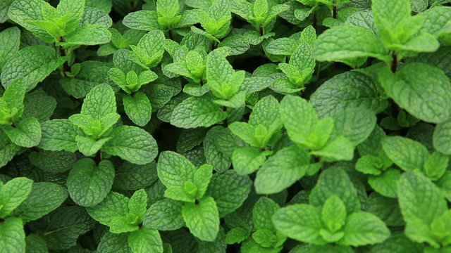 mint plant grow at vegetable garden
