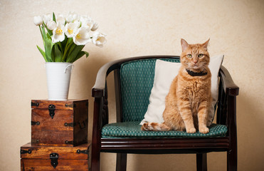Home interior, cat