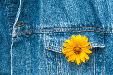 Gelbe Bl&uuml;te im Knopfloch der Jeansjacke, endlich Sommer