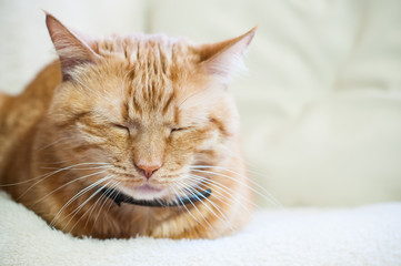 cat sleeping