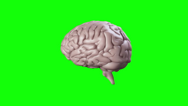 Brain spinning on green screen background