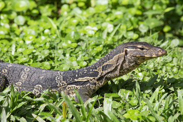 Monitor lizard ( Varanus salvator )  Lumpini park, Thailand
