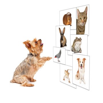 Dog Scrolling Pet Photo Wall