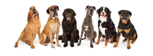 Giant Breed Dog Group - obrazy, fototapety, plakaty