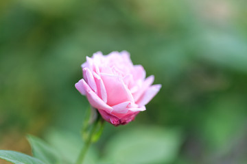 Beautiful pink rose in a garden with green background