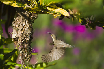Purple sunbird nesting in Bardia, Nepal
