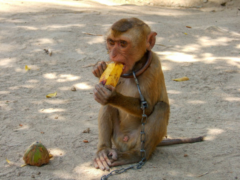 Affen in Thailand