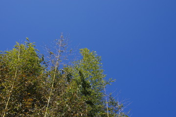 青空と竹林