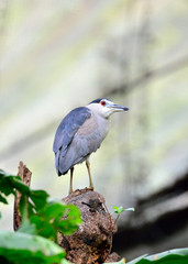 Black Crowned Night Heron