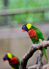 Rainbow Lorikeets standing on the branch