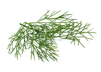 Coriander bunch on white background