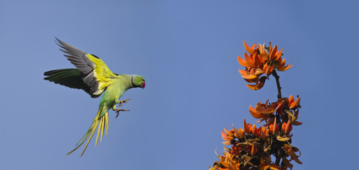 Obraz premium Rose-ringed parakeet in flight in Bardia, Nepal