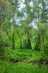 Green forest and river.