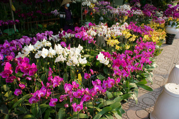 Fototapeta na wymiar Tet on Ho Chi Minh city, flower market