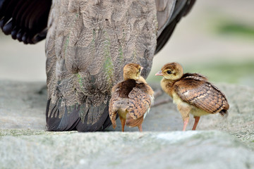 Fototapeta premium Two little peacock following their mother