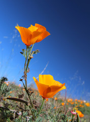 California golden poppy flower field