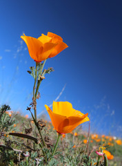 Obraz premium California golden poppy flower field