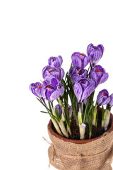 Fototapeta na wymiar Fresh spring flowers crocuses