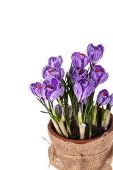 Fresh spring flowers crocuses