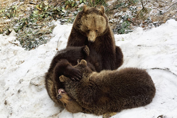Braunbär