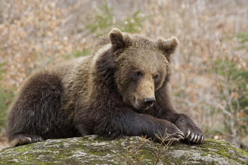 Obraz premium Braunbär