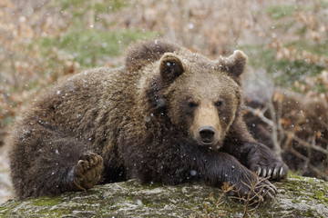 Fototapeta premium Braunbär