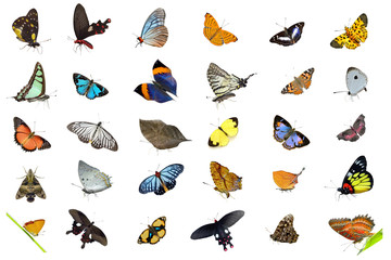 Butterfly collection