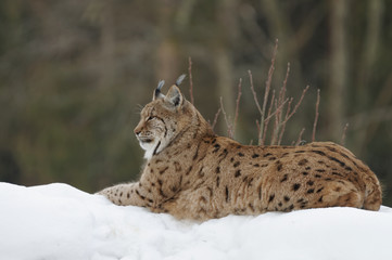 Luchs (lynx lynx)
