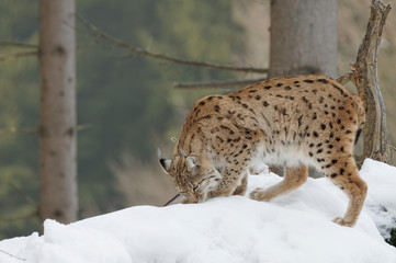 Luchs (lynx lynx)