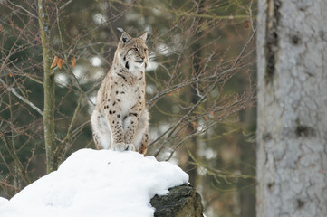 Luchs (lynx lynx)
