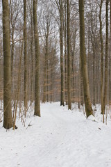 winterly forest
