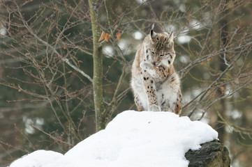 Luchs (lynx lynx)