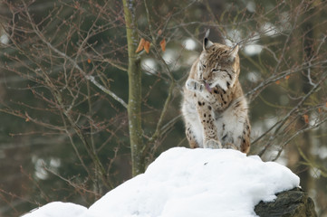 Luchs (lynx lynx)