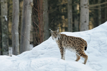 Luchs (lynx lynx)