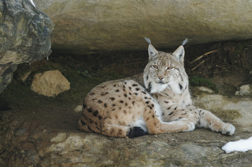Luchs (lynx lynx)