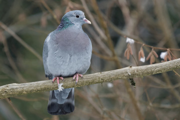 Hohltaube (Columba oenas)