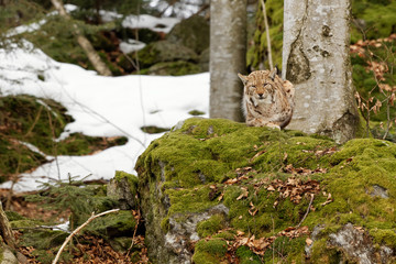 Luchs (lynx lynx)