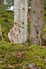 Luchs (lynx lynx)